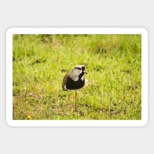 32218 lapwing Sticker